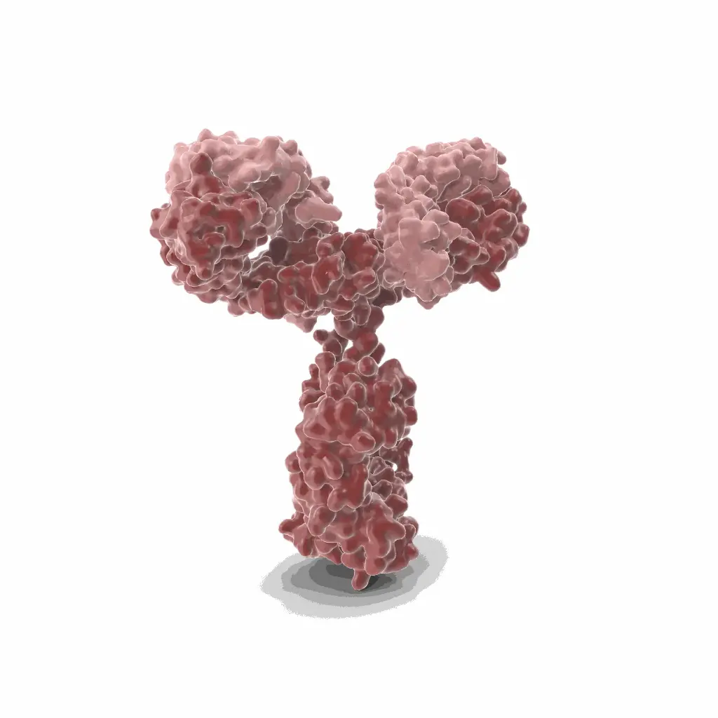 Gentaur Rat (11.23.22r) Mab-1 Monoclonal Antibody