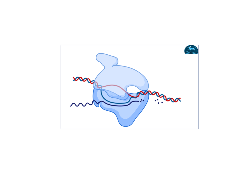 Hi-Temp DNA Polymerase