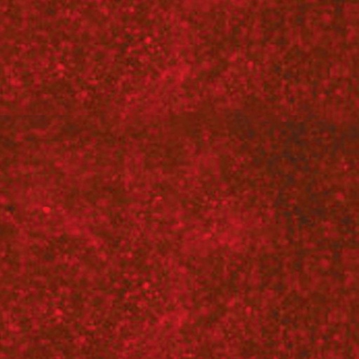 [19292-100] Cyanoditolyl Tetrazolium Chloride (CTC) - 100mg