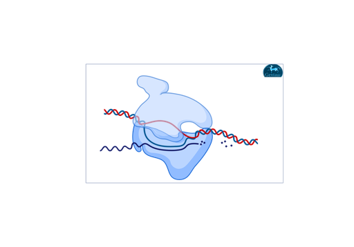 [MBT070-​500U] Hi-Temp DNA Polymerase 
